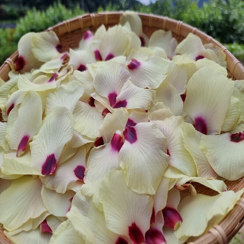 꽃다숨,꽃다숨 오크라꽃차 청정지역 강원도횡성 수제꽃차